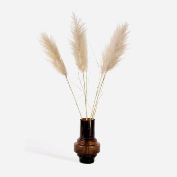 Droogbloemen 'Cortaderia Plum'