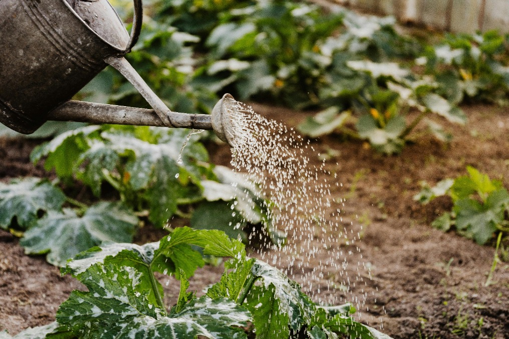 Tuin verduurzamen